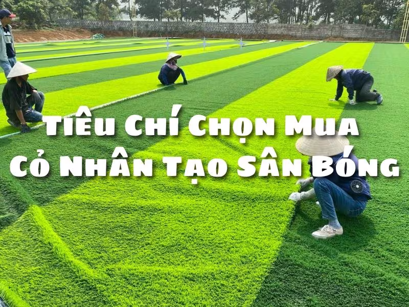 Mẫu cỏ nhân tạo sân bóng dùng để đánh giá chất lượng