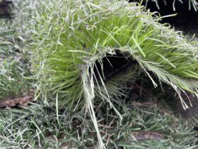 Cỏ Nhân Tạo Thanh Lý Giá Rẻ (chỉ từ 50k) 9 z6414884309904 8383fe074f51481f07f9aff119066069