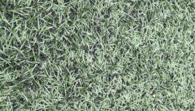 Cỏ Nhân Tạo Thanh Lý Giá Rẻ (chỉ từ 50k) 7 z6530669586527 9b8aef8308559bc5234be99dd5d40d97