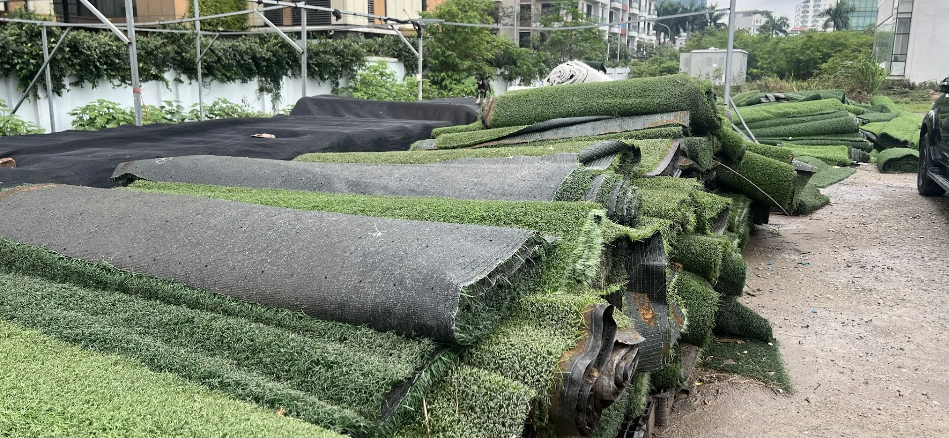 Các mẫu cỏ cũ được Khánh Phát bóc về